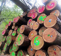 TKNIKA acoge una jornada sobre «Innovación en madera estructural»