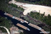 GREENPEACE denuncia un fraude en el sistema de control de madera tropical en Brasil