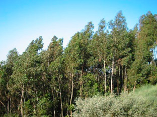 La cadena de valor de la madera se opone al borrador de decreto que regula el eucalipto