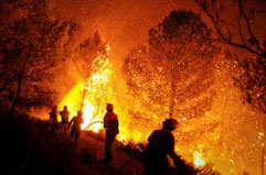 Una gestión profesional y sostenible de los bosques es la mejor arma para prevenir incendios