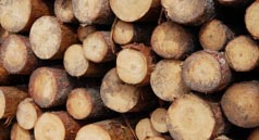 Entran en vigor las normas destinadas a impedir la venta de madera ilegal en la UE