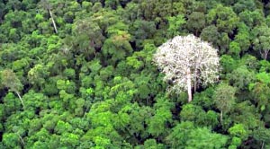 Los bosques canarios pueden duplicar su mitigación sobre el cambio climático
