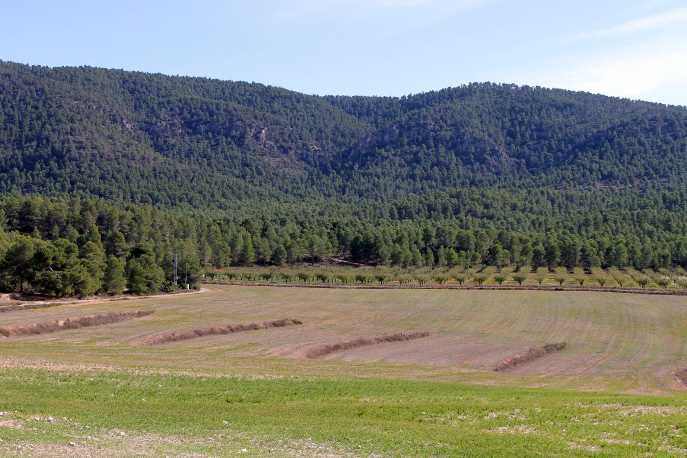 La Junta de Castilla-La Mancha excluye a los forestales para gestionar todo lo relacionado con el medio natural