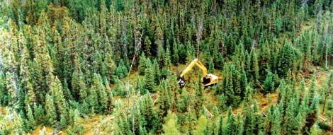 Las políticas forestales en Canadá se centran en una ordenación sostenible