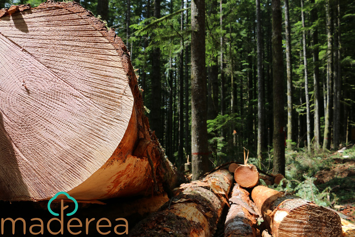 España subasta madera por valor de más de 21 millones de euros sólo en el primer trimestre