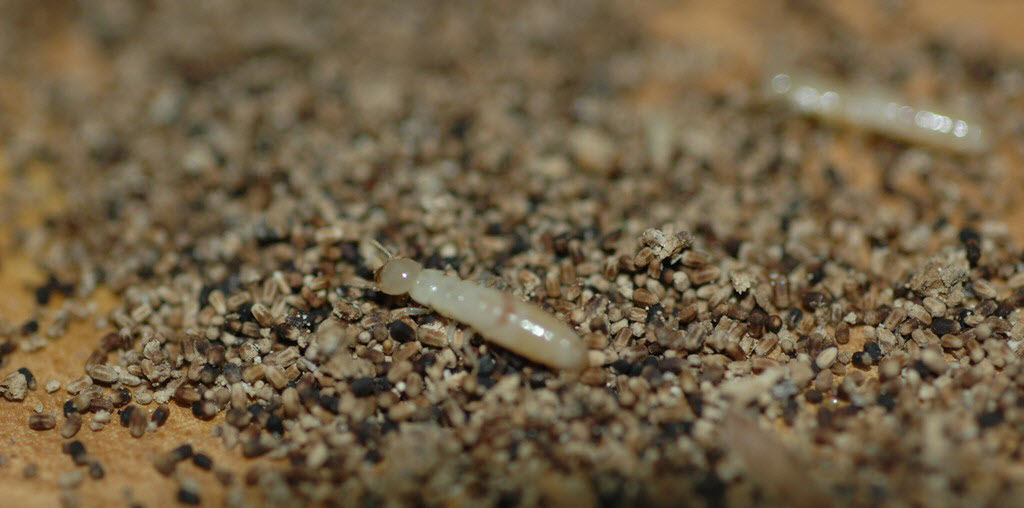 Imagen de termitas subterráneas orientales