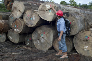Indonesia contará con la primera certificación para que su madera legal llegue a Europa