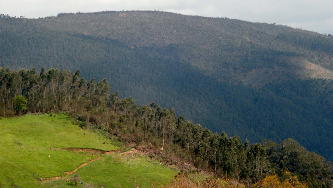 Necesidades para el Sector Forestal de Cantabria