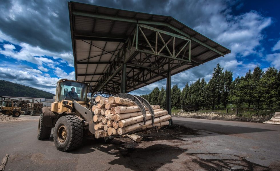 En el tercer trimestre del año se licitó más madera, pero de menor valor económico
