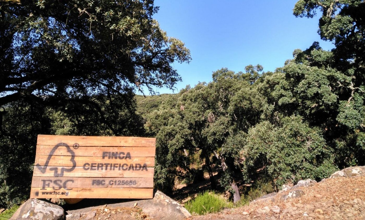 FSC ayudará a la adaptación de los bosques autóctonos españoles al cambio climático