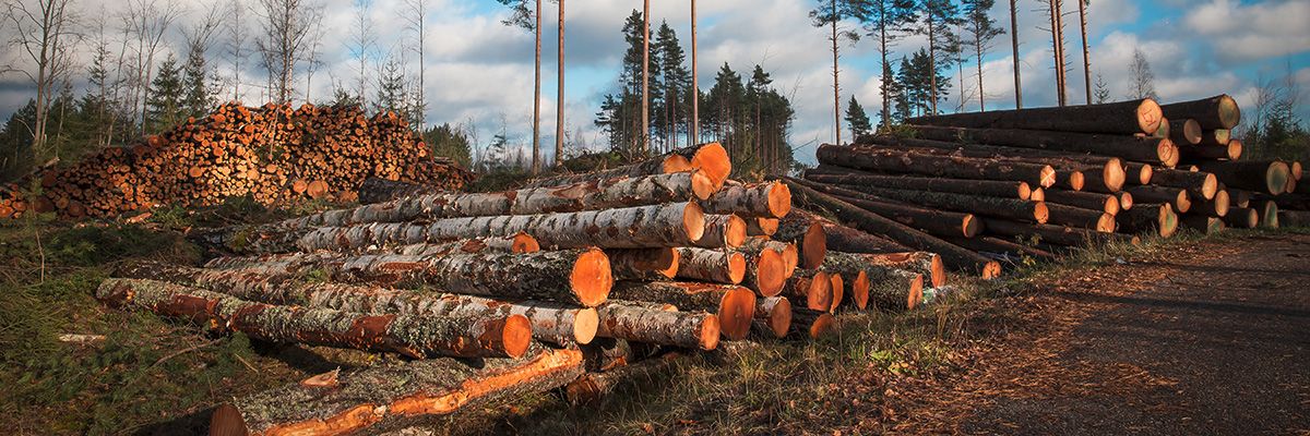 Duruelo de la Sierra, referente mundial en el sector de la biomasa