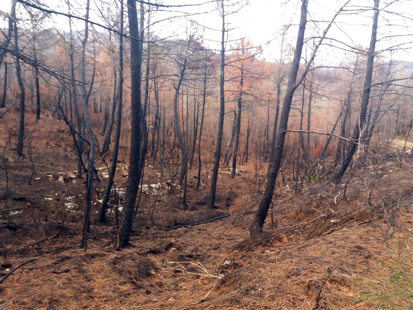 VEOLIA colabora en la prevención de incendios forestales a través de su compañía de biomasa ENERBOSQUE