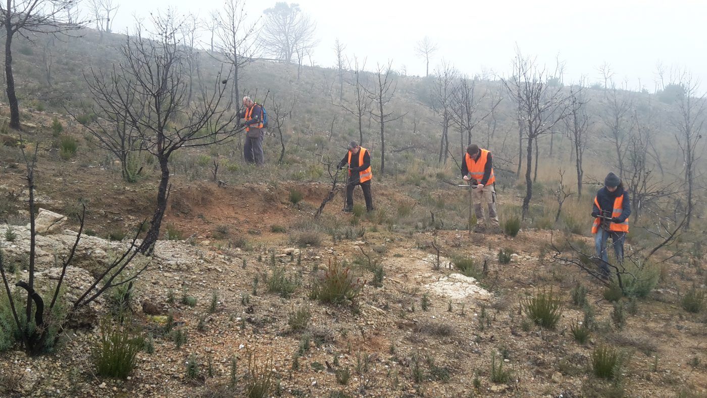 La siembra forestal reduce en un 50% los costes de restauración tras los incendios