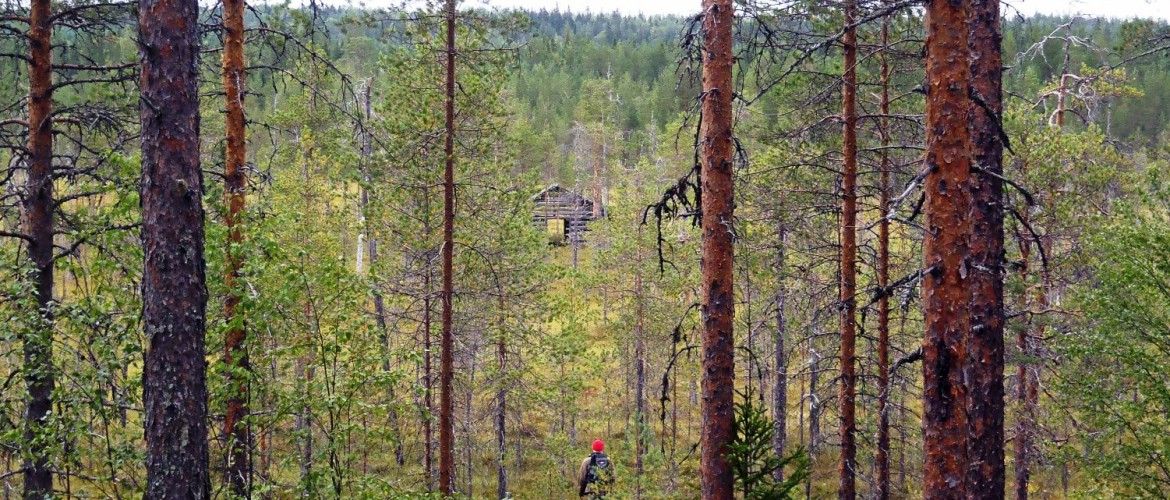 Los propietarios forestales europeos acogen con satisfacción la Estrategia de Bioeconomía de la UE