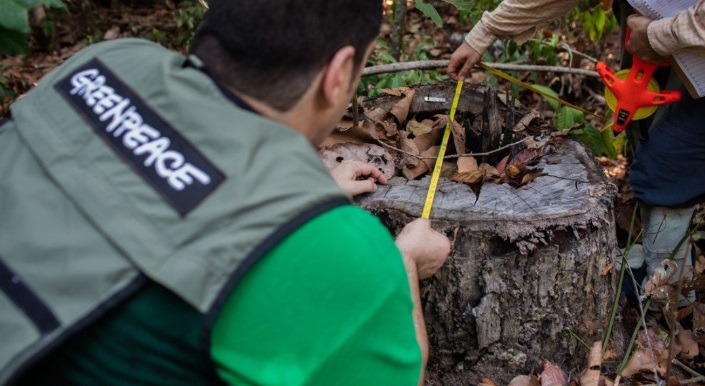 GREENPEACE denuncia la falta de controles que eviten la entrada de madera ilegal en España