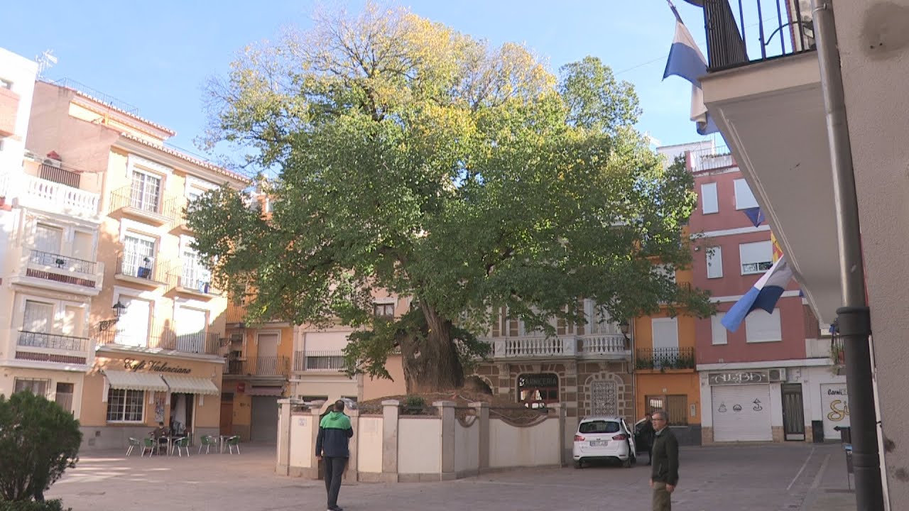 Un olmo centenario de Castellón aspira a convertirse en Árbol Europeo del Año