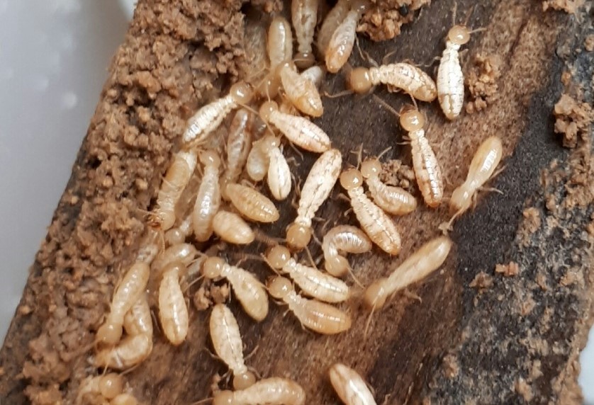 Las termitas ponen en jaque la Semana Santa