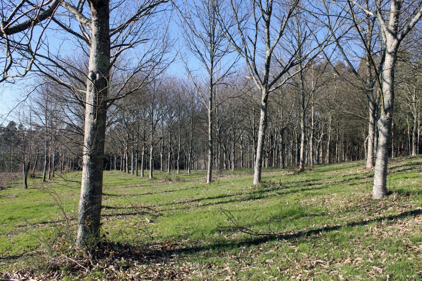 “Hay que dar certeza y estabilidad a la propiedad forestal”