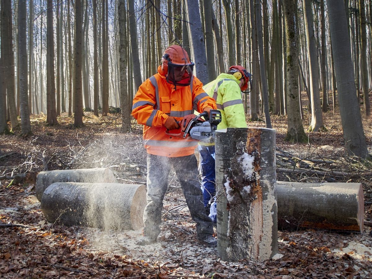 FSC oferta un curso gratuito para personas desempleadas interesadas en la industria forestal de Galicia