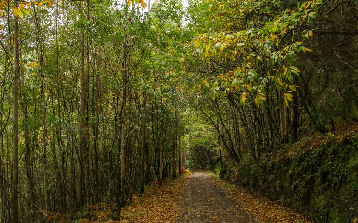 Acuerdos de custodia del territorio en bosques FSC de Galicia y Asturias