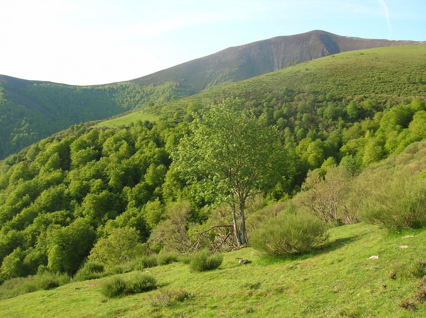 Decálogo de propuestas para impulsar la gestión forestal frente a los retos de la despoblación y el cambio climático