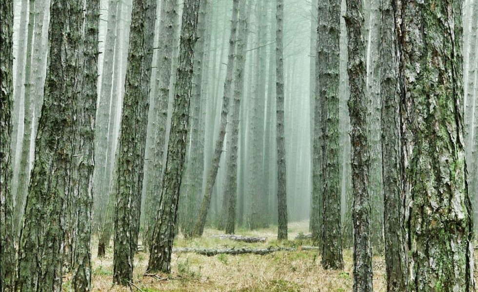 Un nuevo proyecto científico de FSC ayudará a la industria de la madera a adaptarse al cambio climático