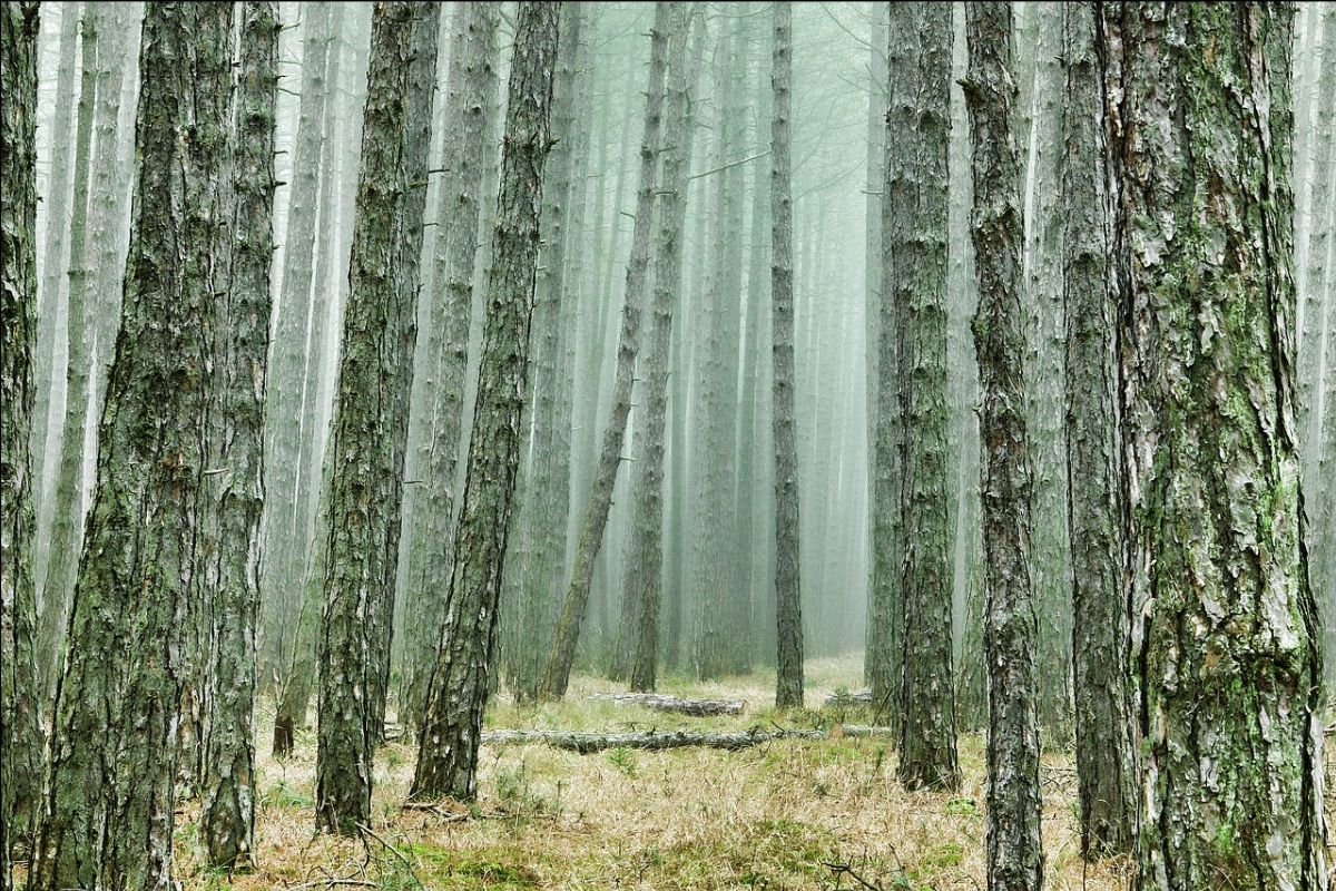 Un nuevo proyecto científico de FSC ayudará a la industria de la madera a adaptarse al cambio climático