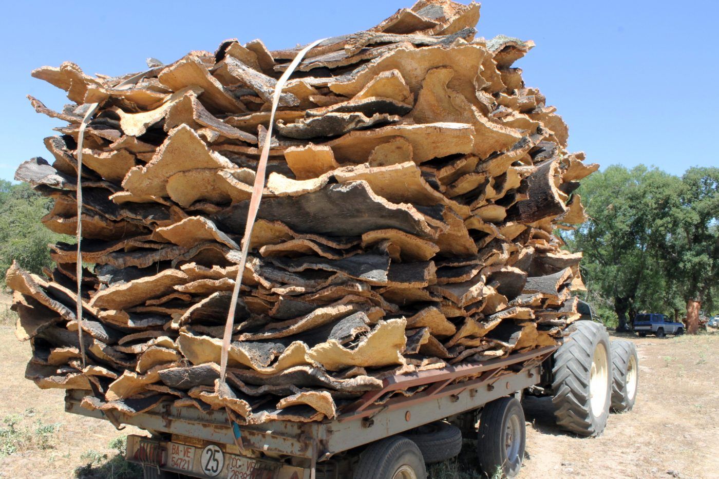 JOGOSA desarrolla MyForest, una herramienta para obtener informes sobre la cantidad y calidad de corcho en un alcornocal