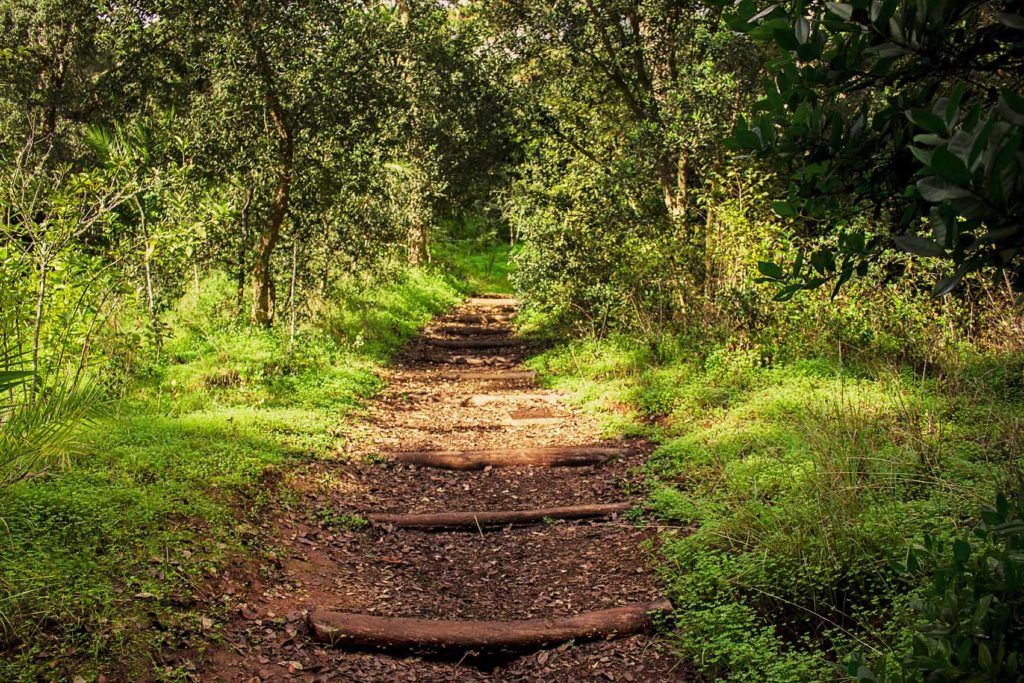 Gran Canaria celebra su Noviembre Forestal