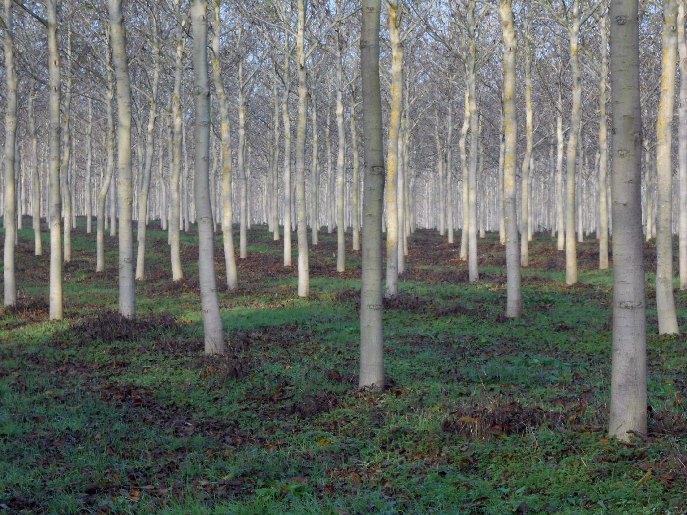 Emergencia climática, reforestar nunca fue tan importante