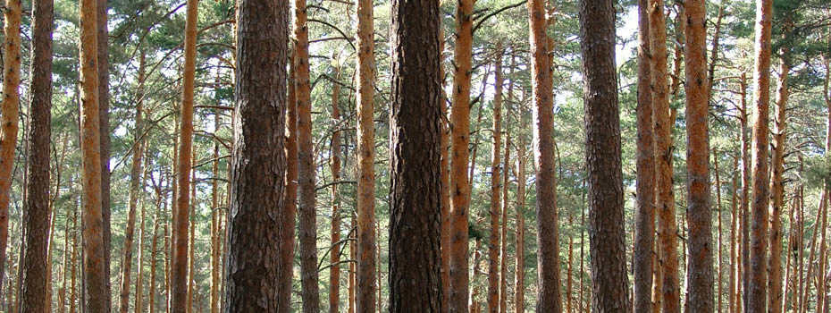 VALLADOLID será epicentro de innovación y redes forestales europeas en abril