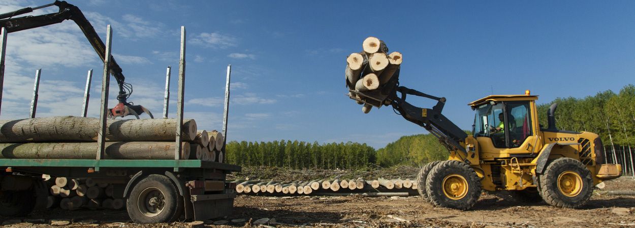 Consorcios forestales, una oportunidad para el mundo rural