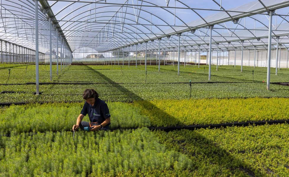 VIVEROS MAÑENTE explica cómo mejorar la productividad de las plantaciones de eucalipto