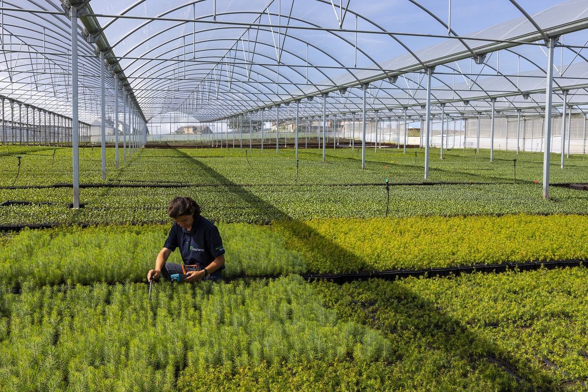 VIVEROS MAÑENTE explica cómo mejorar la productividad de las plantaciones de eucalipto