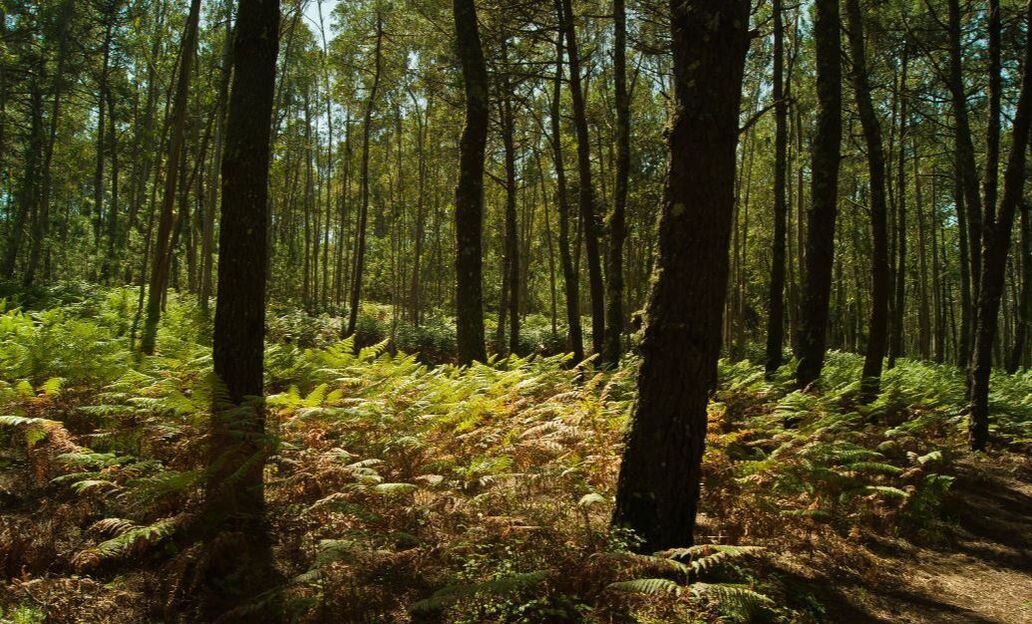 Las organizaciones del sector forestal y de la madera insisten en que el Plan Forestal de Galicia se debata en el Parlamento