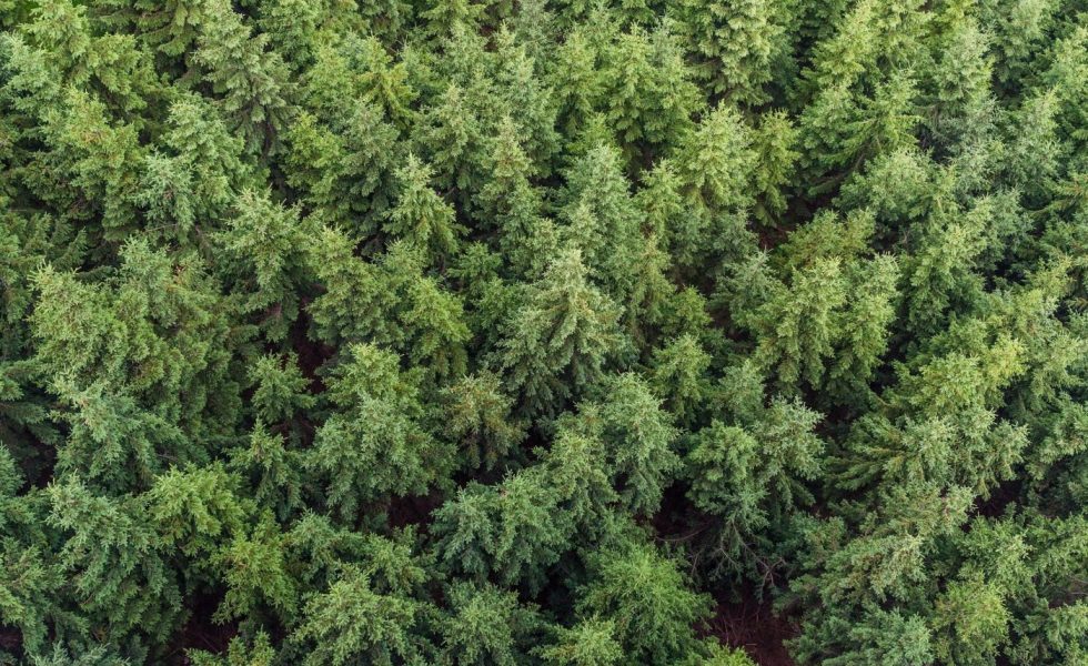 La madera de los montes generó en España más de 110 millones de euros en el 2019