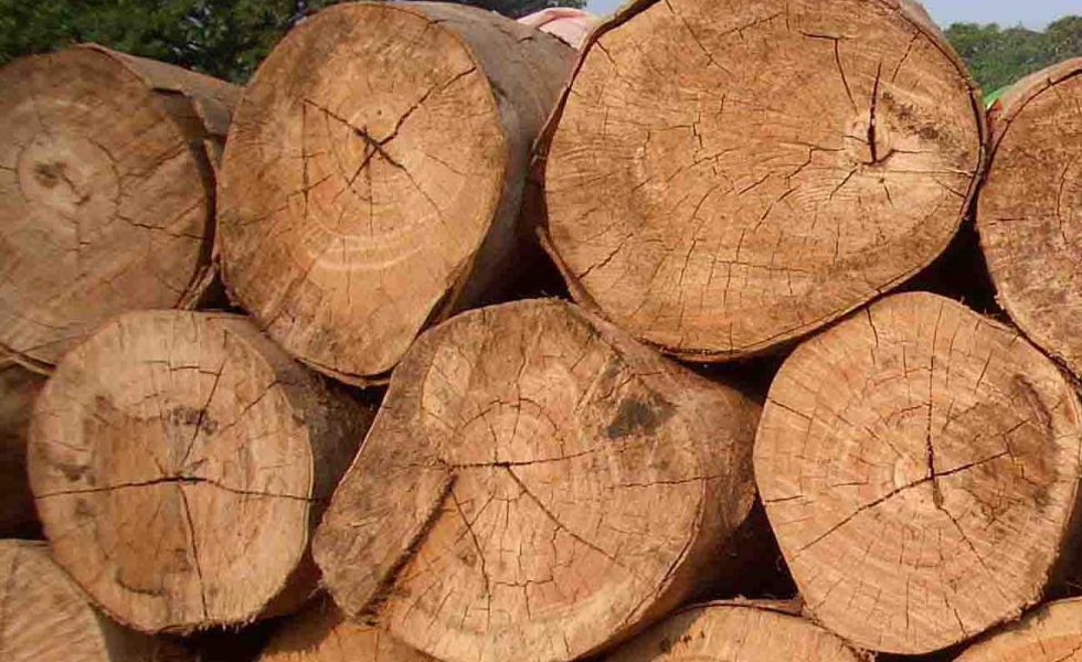 Nuevos avances del Reglamento de Deforestación importada de la UE