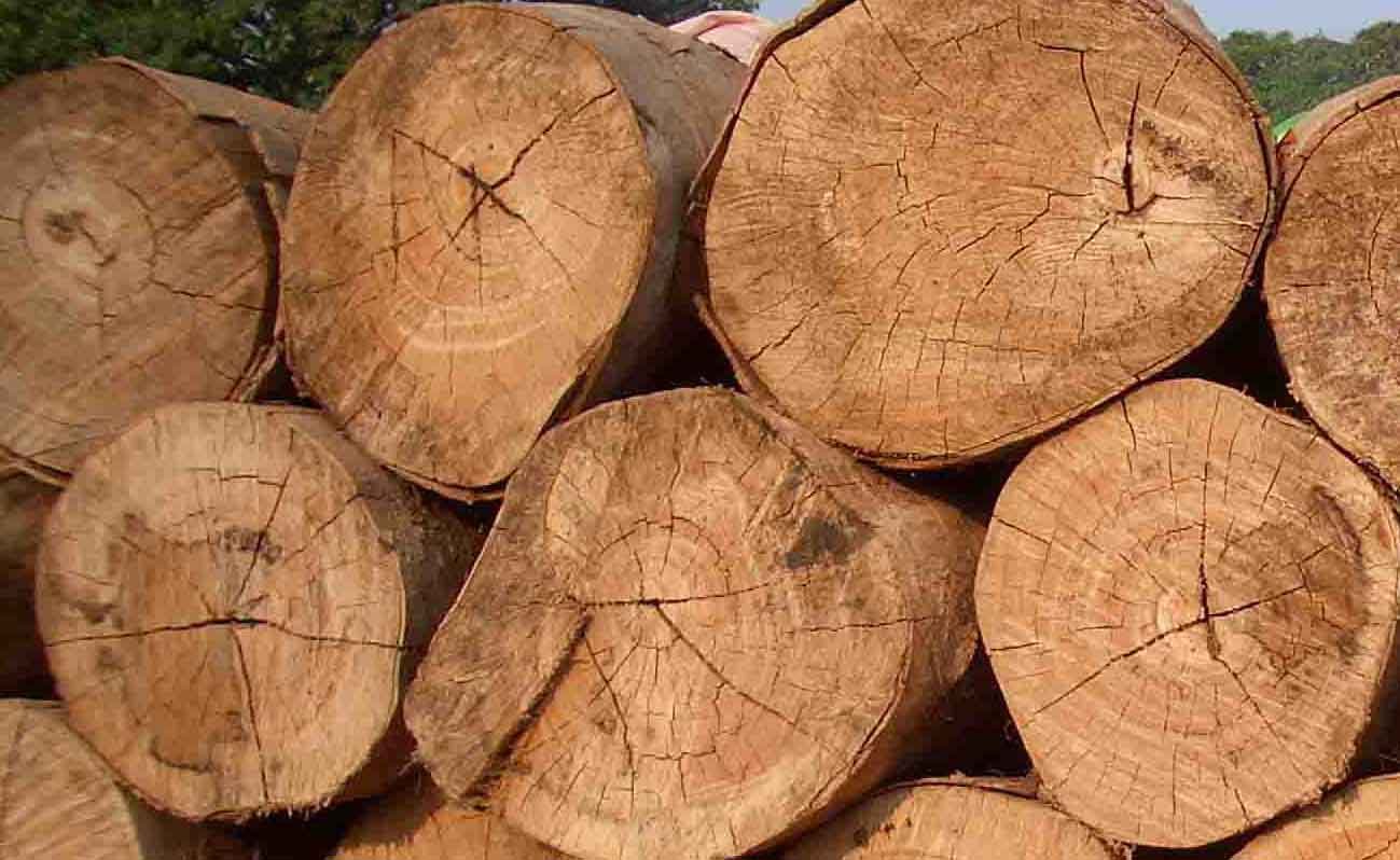 Sólo alrededor del 5% de la madera tropical importada por España es certificada
