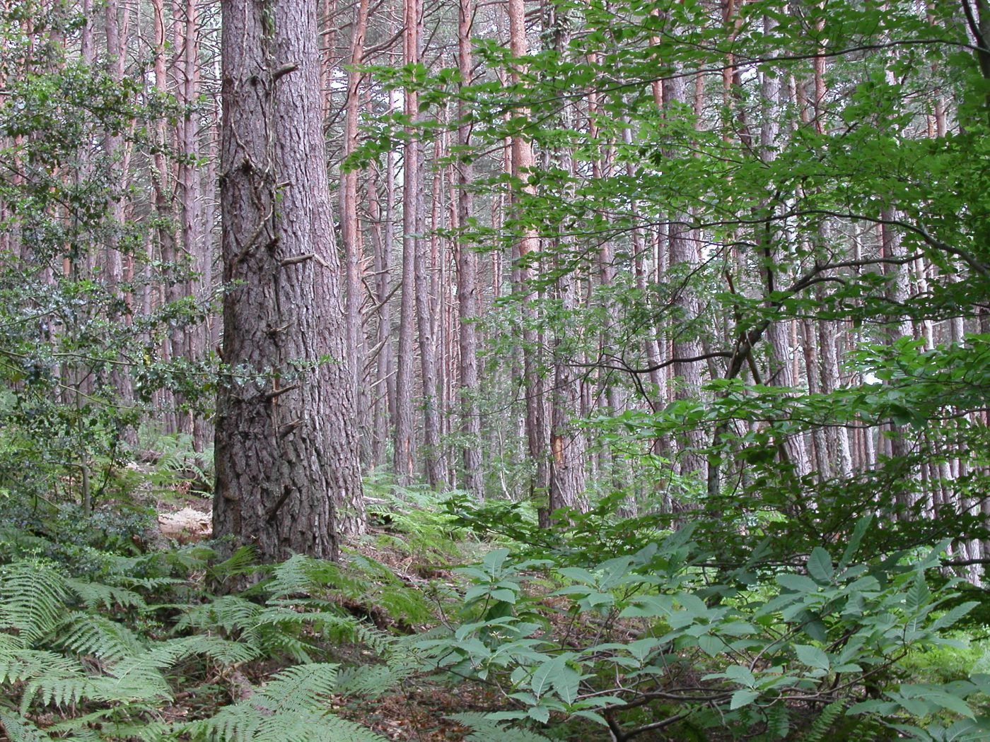 Los bosques españoles son una de las grandes oportunidades de futuro que tenemos