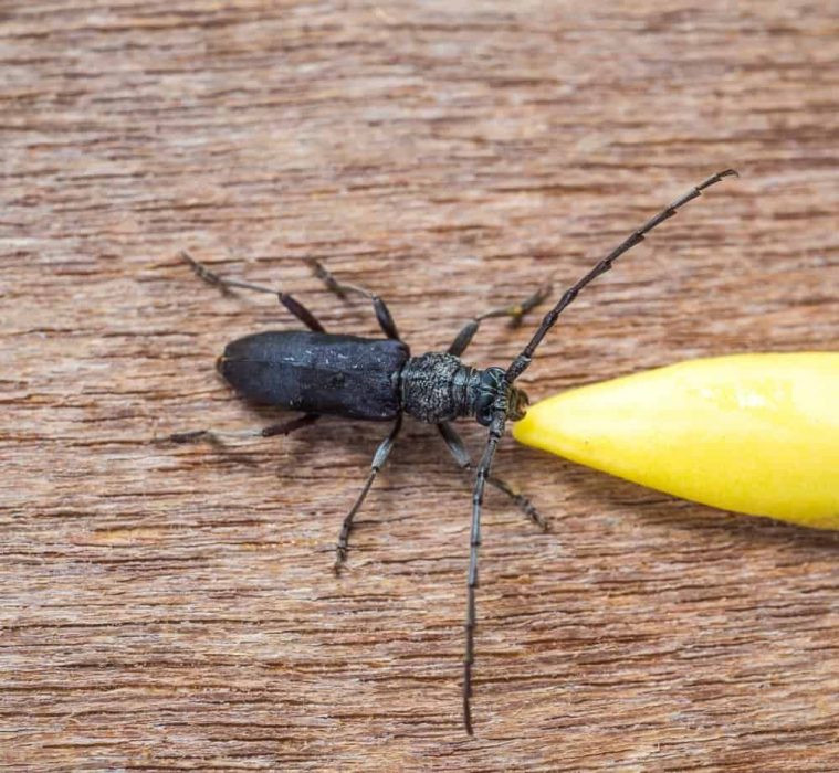 Mierda lápiz saludo Insectos que comen madera y cómo evitar el desgaste de tus muebles -