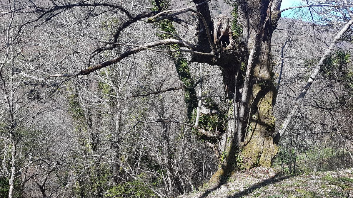 Un Bosque Singular De Lugo Primero En Espana En Lograr La Certificacion Fsc