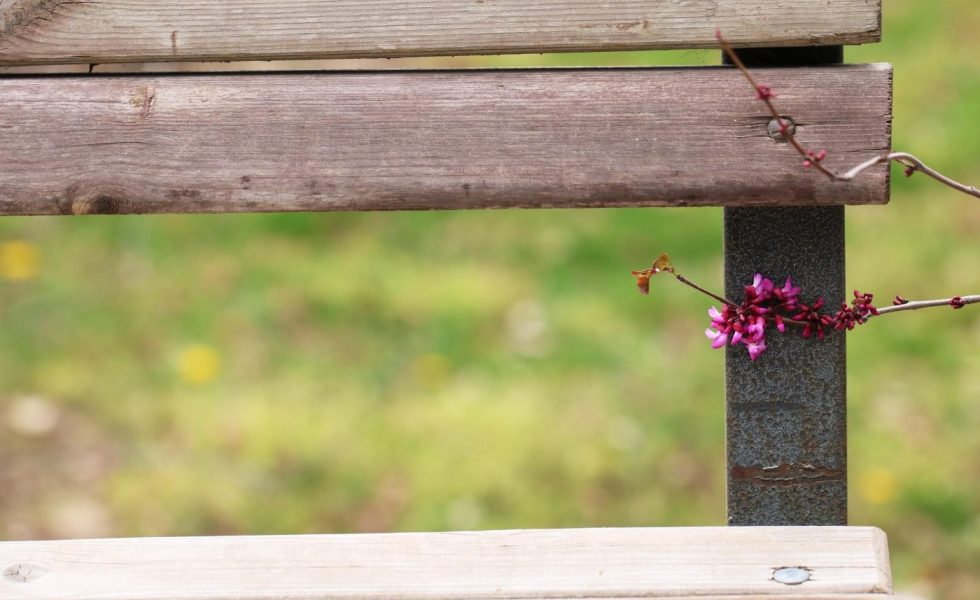 Insectos que comen madera y cómo evitar el desgaste de tus muebles