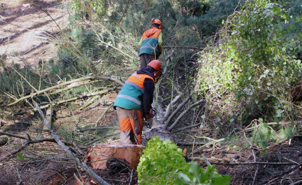 El PP de la Región de Murcia pide a Sánchez impulsar el reconocimiento de la silvicultura