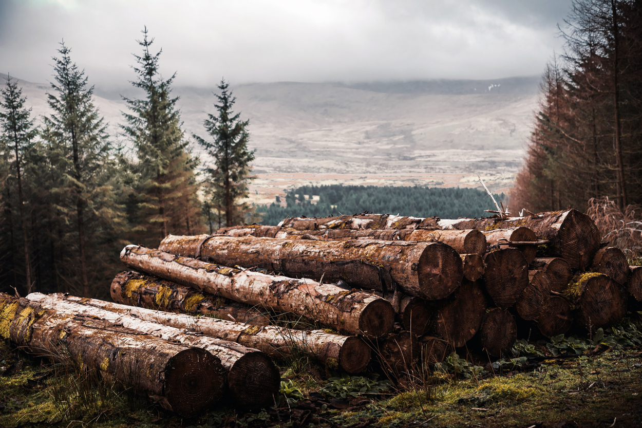 Cae un 40% el volumen de madera licitada de montes públicos en el primer trimestre