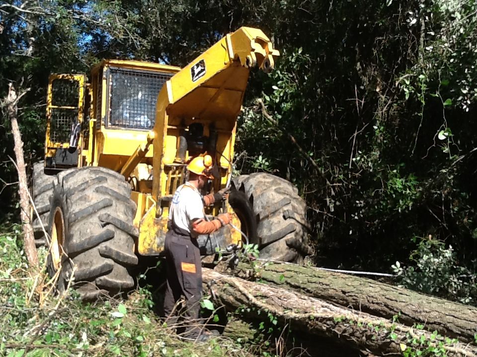 ASEMFO: 30 años de liderazgo en el sector forestal español