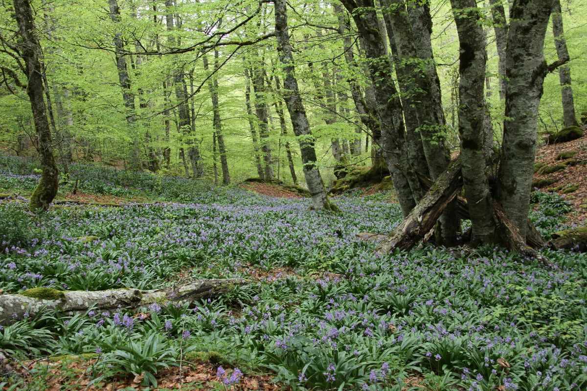 FSC destaca la importancia de los bosques bien conservados y biodiversos para evitar pandemias