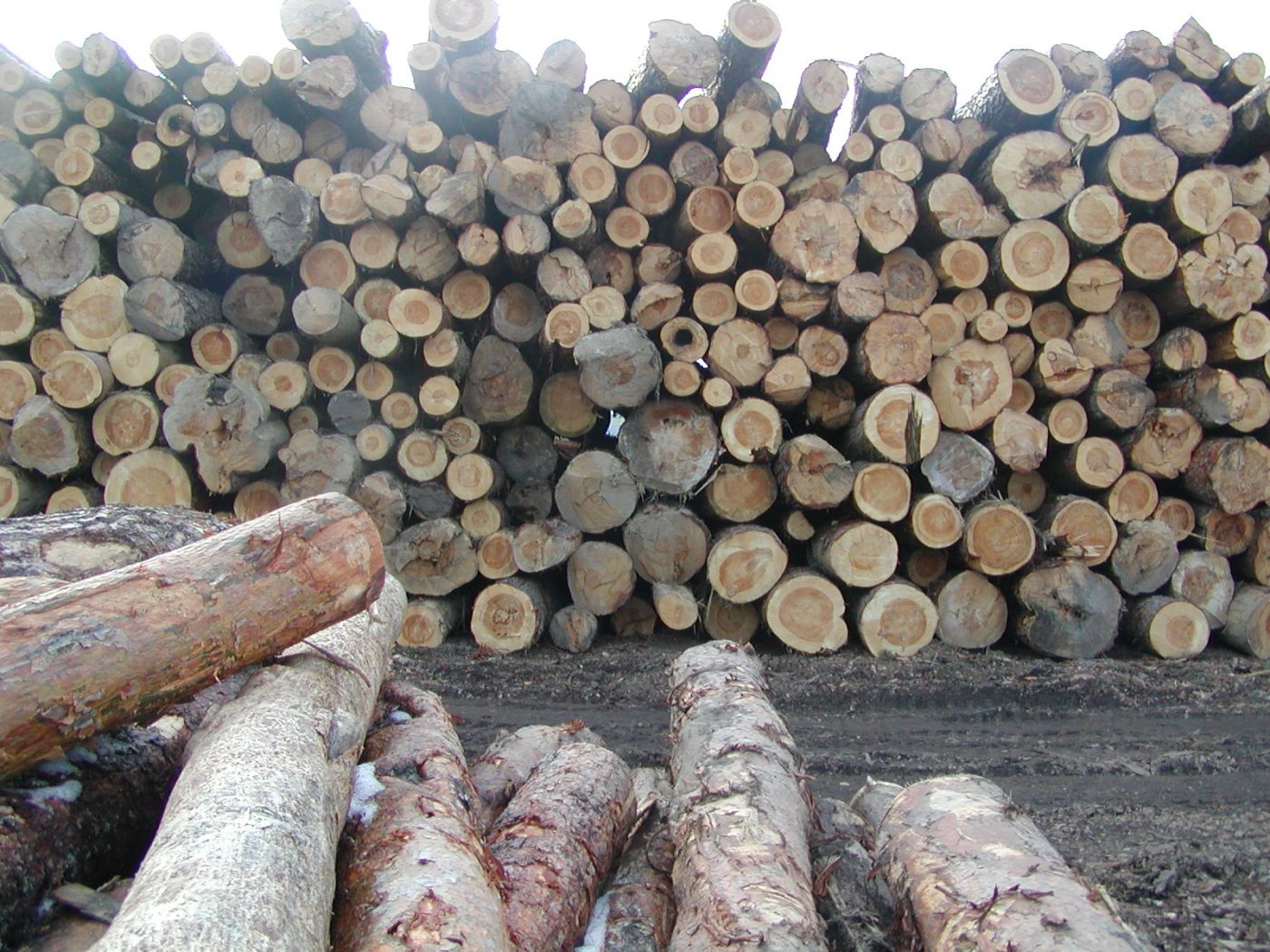 El impacto de COVID‐19 en el mercado europeo de la madera