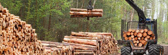 Desde este viernes se podrán solicitar ayudas para la transformación y comercialización de productos forestales
