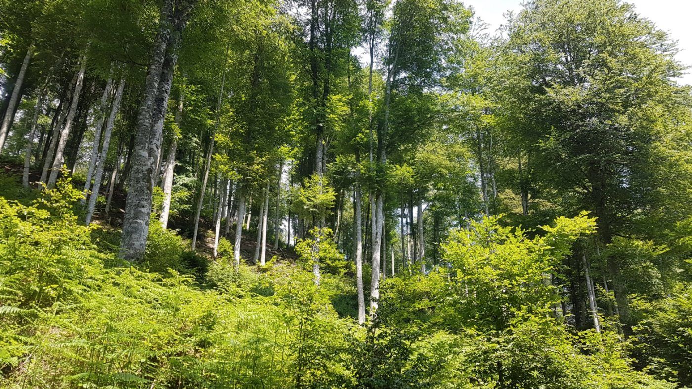 Plantar y no gestionar, un camino vacío