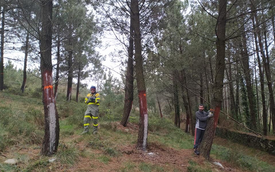 Varias comunidades de montes de Galicia participan en la mecanización del sector resinero